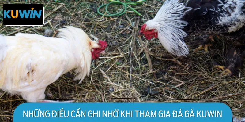 Những điều cần ghi nhớ khi tham gia Đá Gà KUWIN
