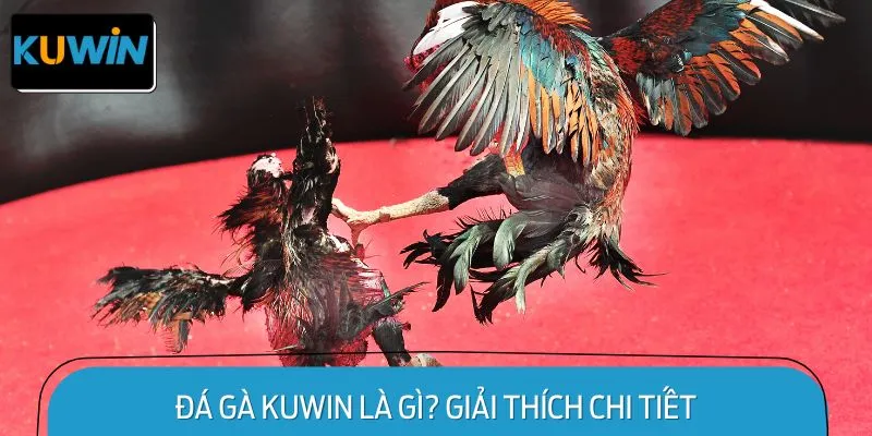 Đá gà KUWIN là gì? Giải thích chi tiết