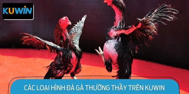 Các loại hình đá gà thường thấy trên KUWIN